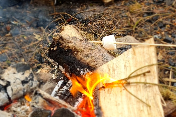 Marshmallow on a stick roasting over an open campfire with logs.